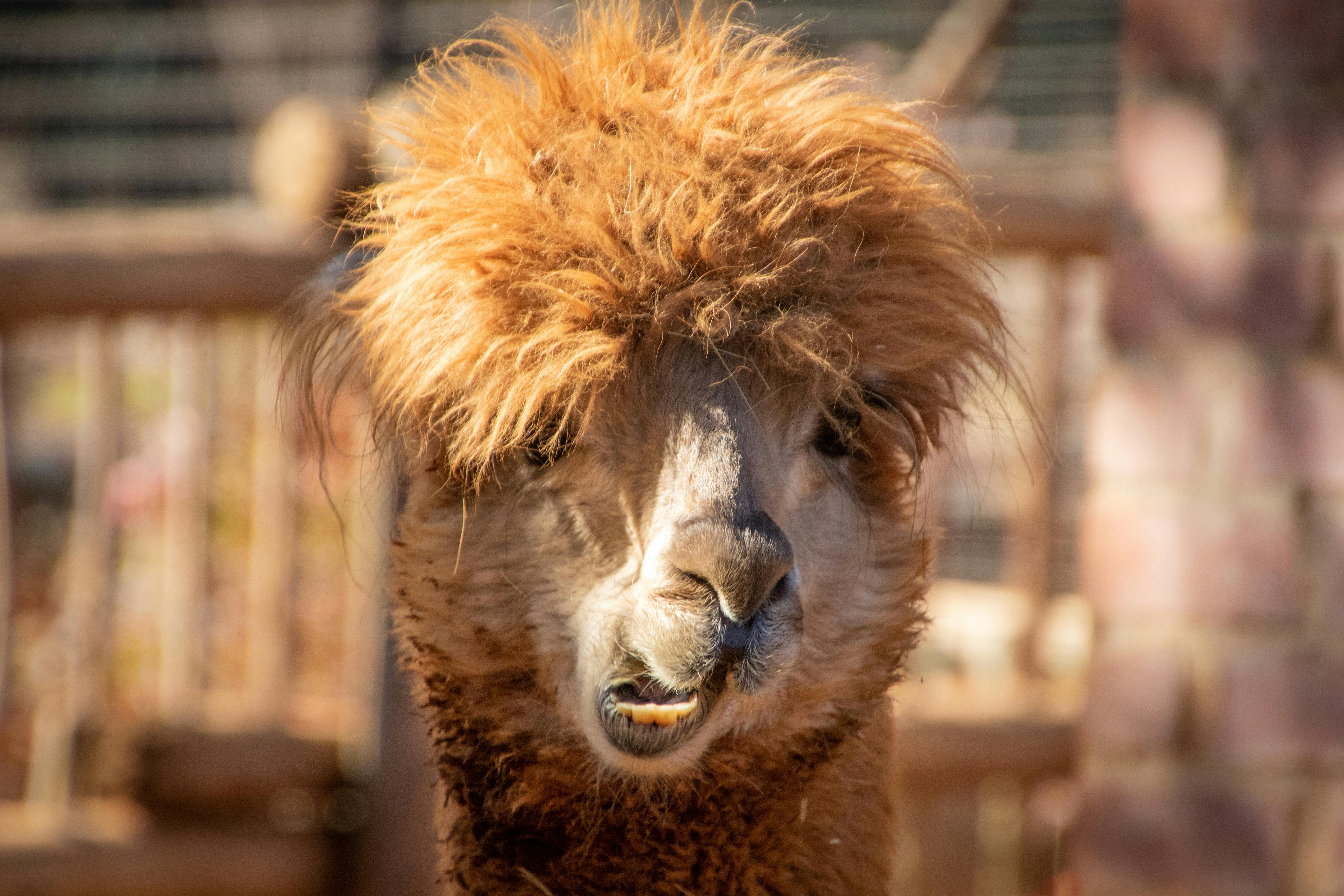 Llama Photos, Download The BEST Free Llama Stock Photos & HD Images
