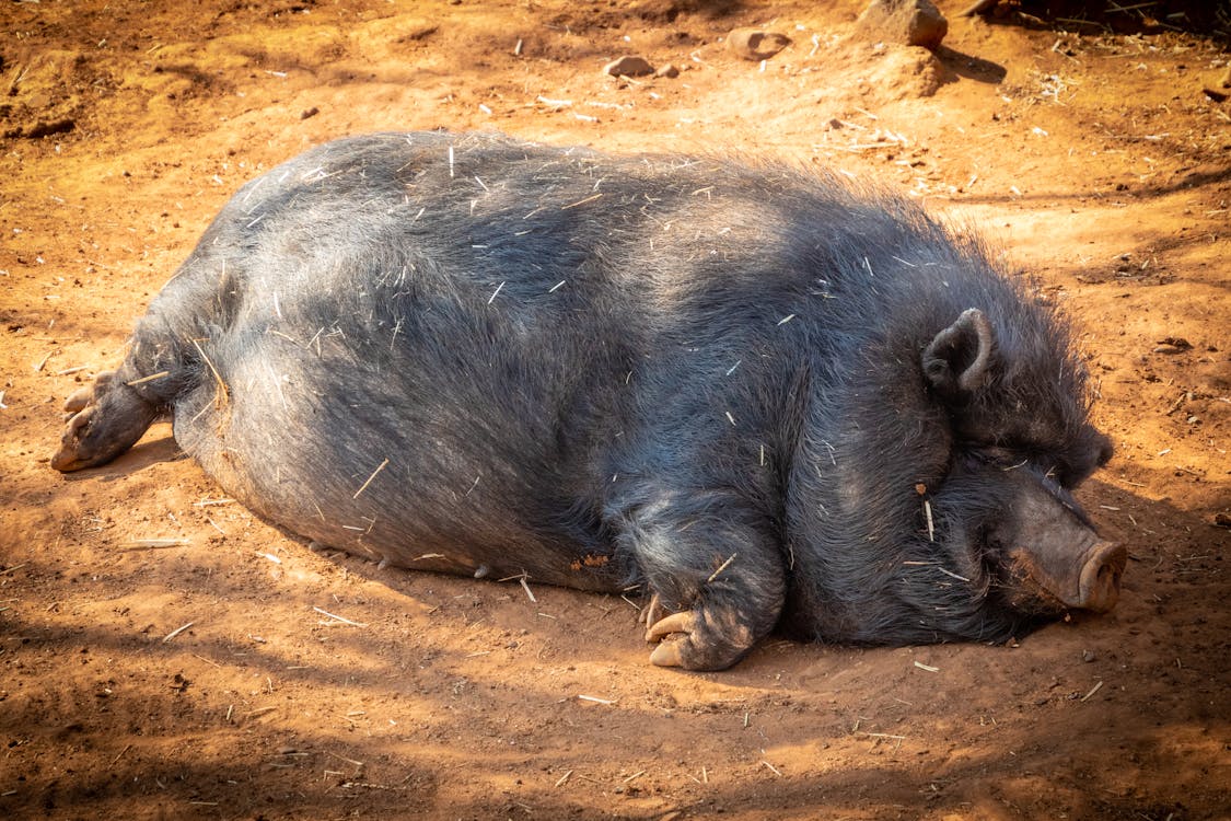 Free Black Hog Prone Lying on Soil Under Shade of Tree Stock Photo