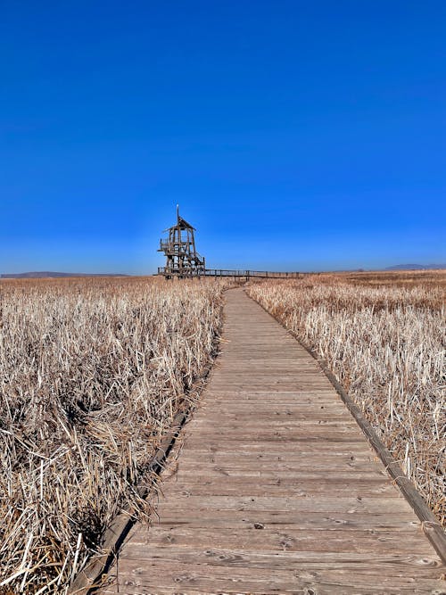 Photos gratuites de bois, chemin, ciel bleu