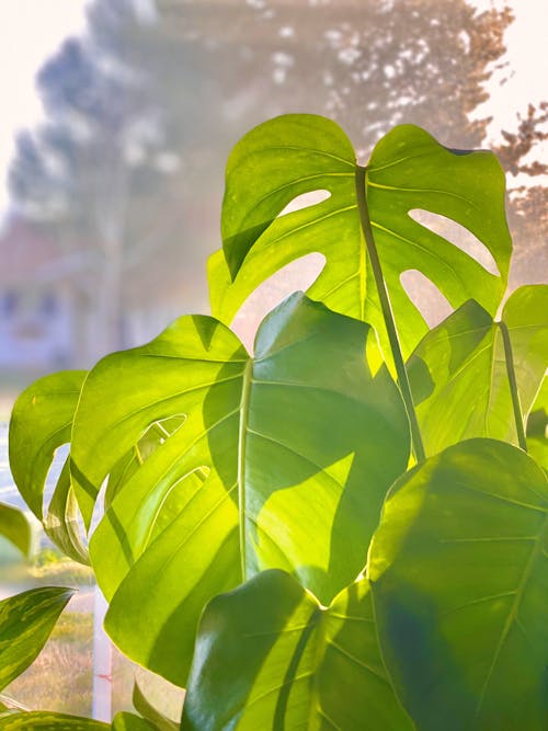 Kostenloses Stock Foto zu grün, indoor-anlage, monstera deliciosa