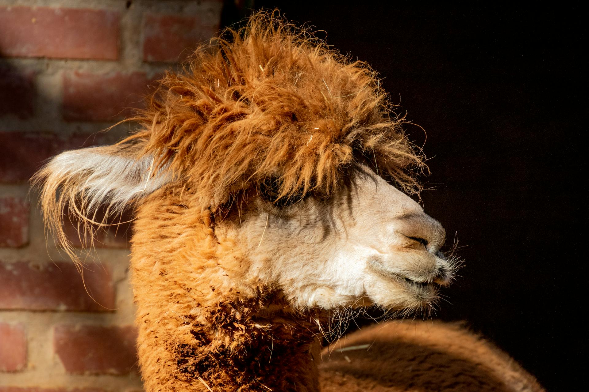 Brown Llama in Macro Shot