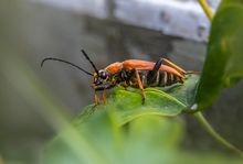A bright orange beetle perched on a green leaf — photo by Erik Karits on Pexels