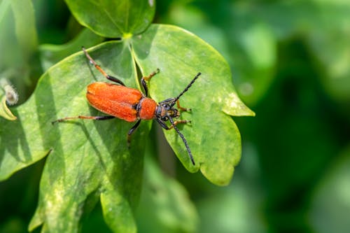 Photos gratuites de beetle, coléoptère cardinal, entomologie