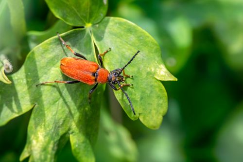Free Detailed photograph of a red cardinal beetle on a green leaf in natural sunlight. Stock Photo