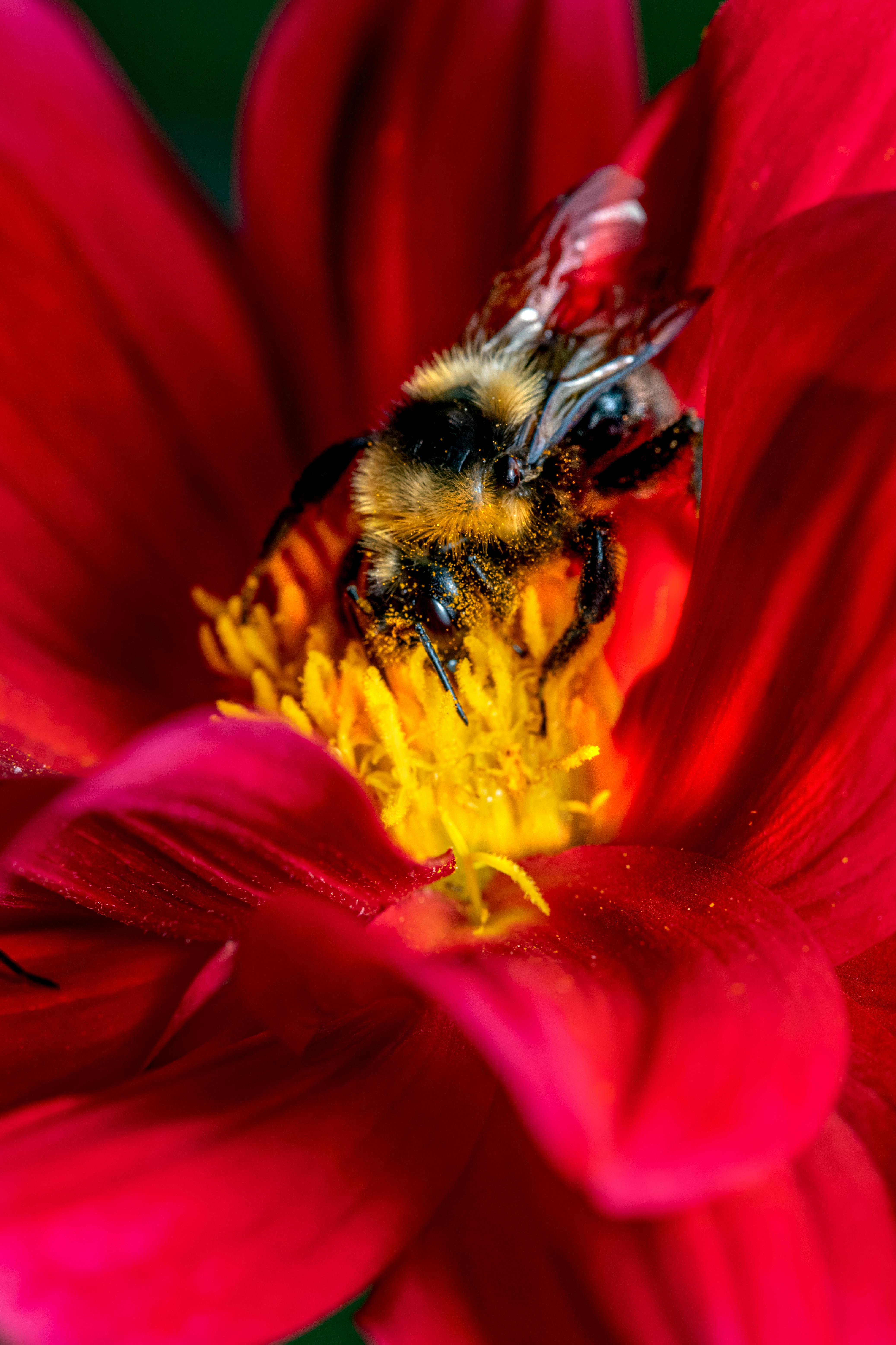 bumblebee perched on a flower