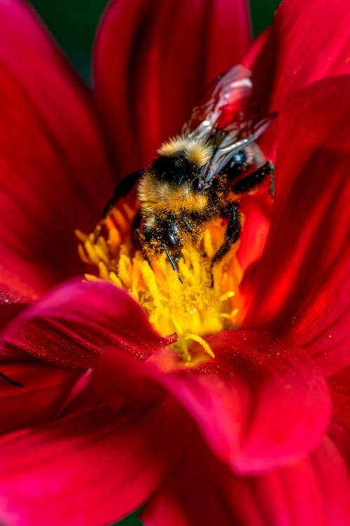 Bumblebee Perched on a Flower