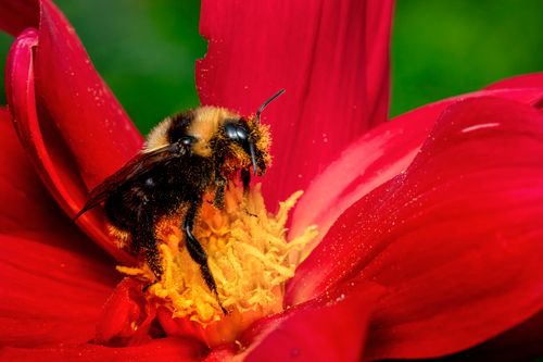 Free A detailed macro image of a bee collecting pollen from a vibrant red flower. Stock Photo
