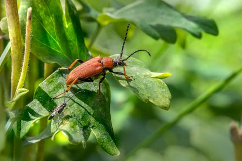 Gratis Foto stok gratis beetle, Daun-daun, fotografi binatang Foto Stok