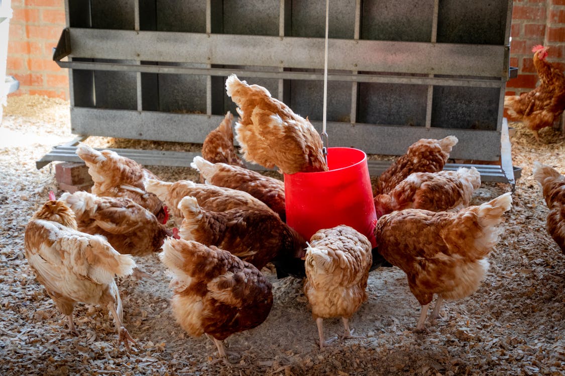 Curso trazabilidad y seguridad alimentaria en industria avícola y cunícula