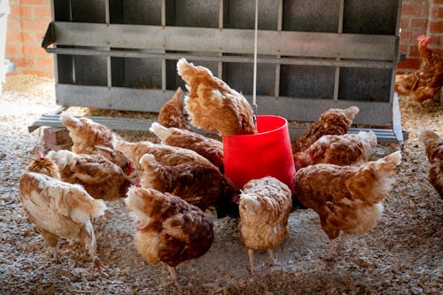 Free range Poultry farming