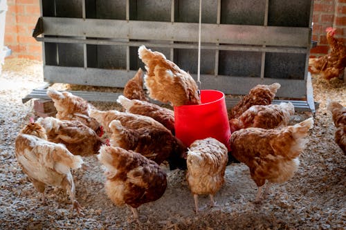 Základová fotografie zdarma na téma drůbež, farma, farmářská zvířata