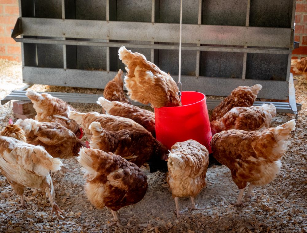 Chickens feeding from a red feeder in a farm yard