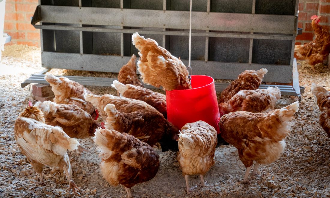 Chickens feeding from a red feeder, the feed a forced molt would take away