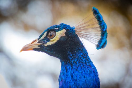 Blue Peacock'un Odak Fotoğrafı