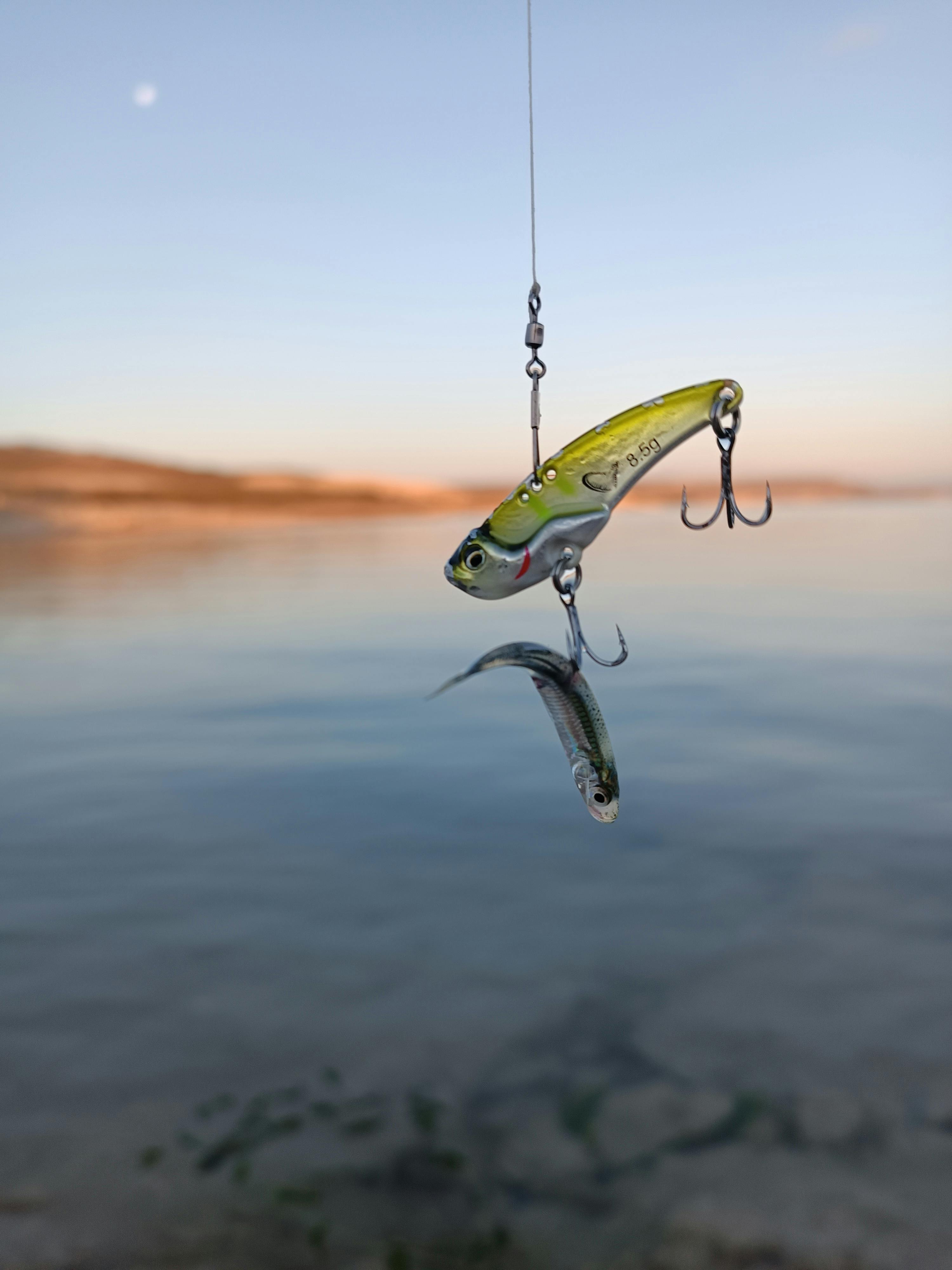 Small Fish on Rod with Lure · Free Stock Photo
