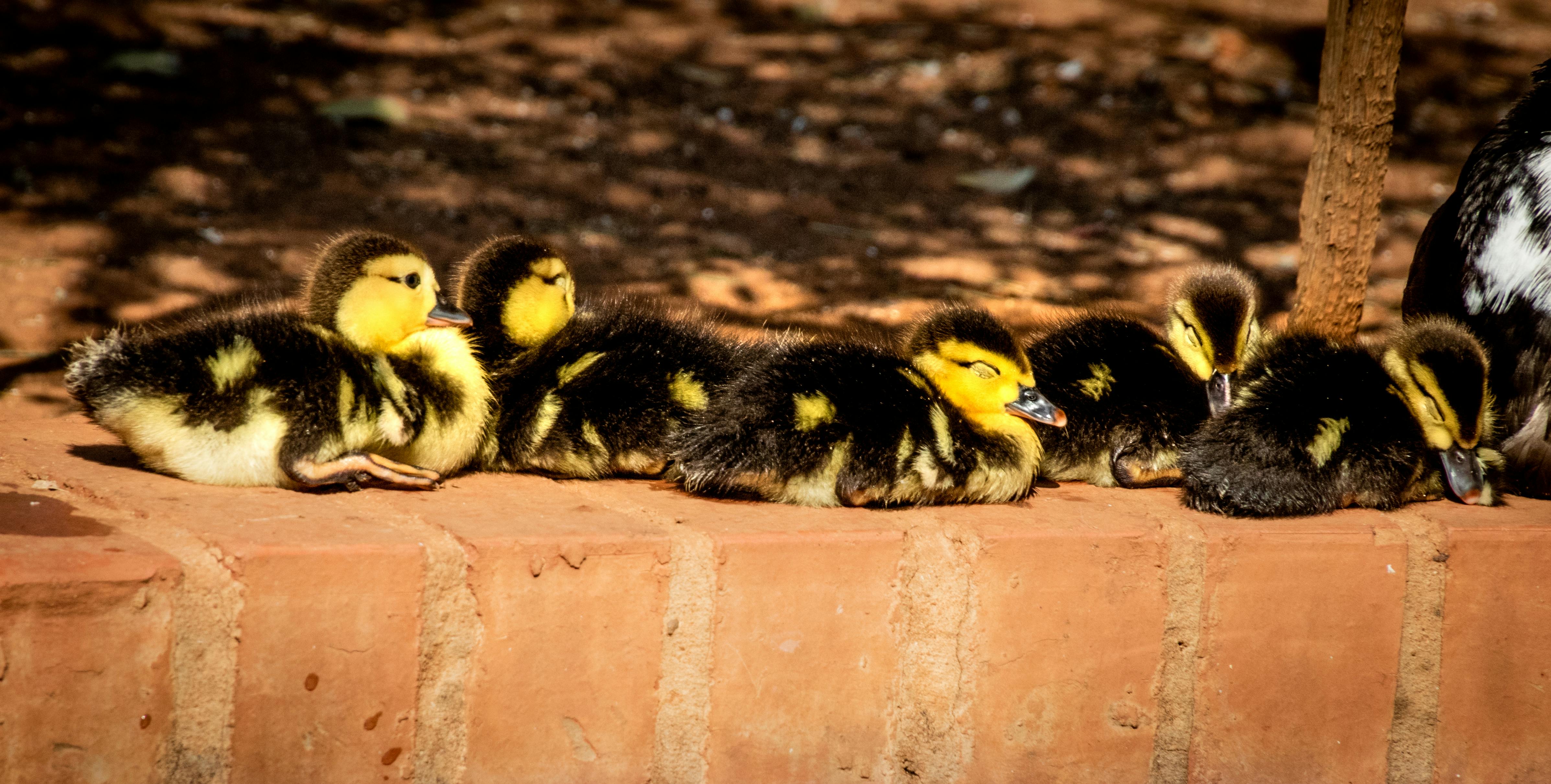 Educational activities