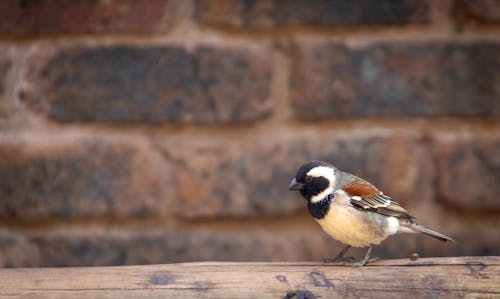 Free White, Brown, and Black Bird on Top of Brown Wooden Surface Stock Photo