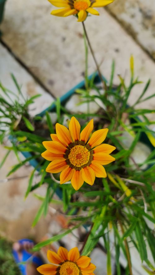 Free stock photo of flower, orange, photography Stock Photo