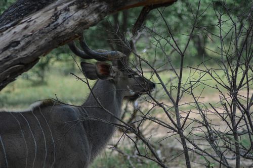 Free stock photo of liwonde, malawi, national park Stock Photo