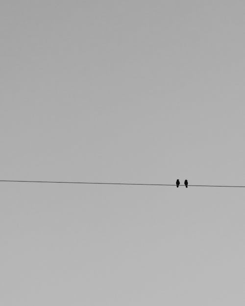 Grayscale Photo of Two Birds Perched on the Wire 