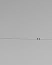 Grayscale Photo of Two Birds Perched on the Wire