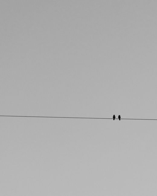 Minimalist black-and-white photo featuring two birds perched on a wire.