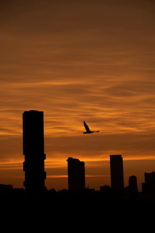 Free Silhouette of a bird flying over Istanbul skyscrapers during a stunning sunset. Stock Photo