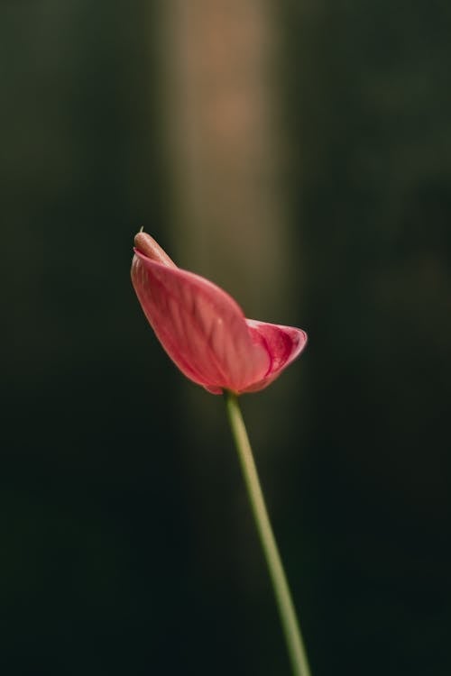 Kostenloses Stock Foto zu 50mm, blatt, blühen