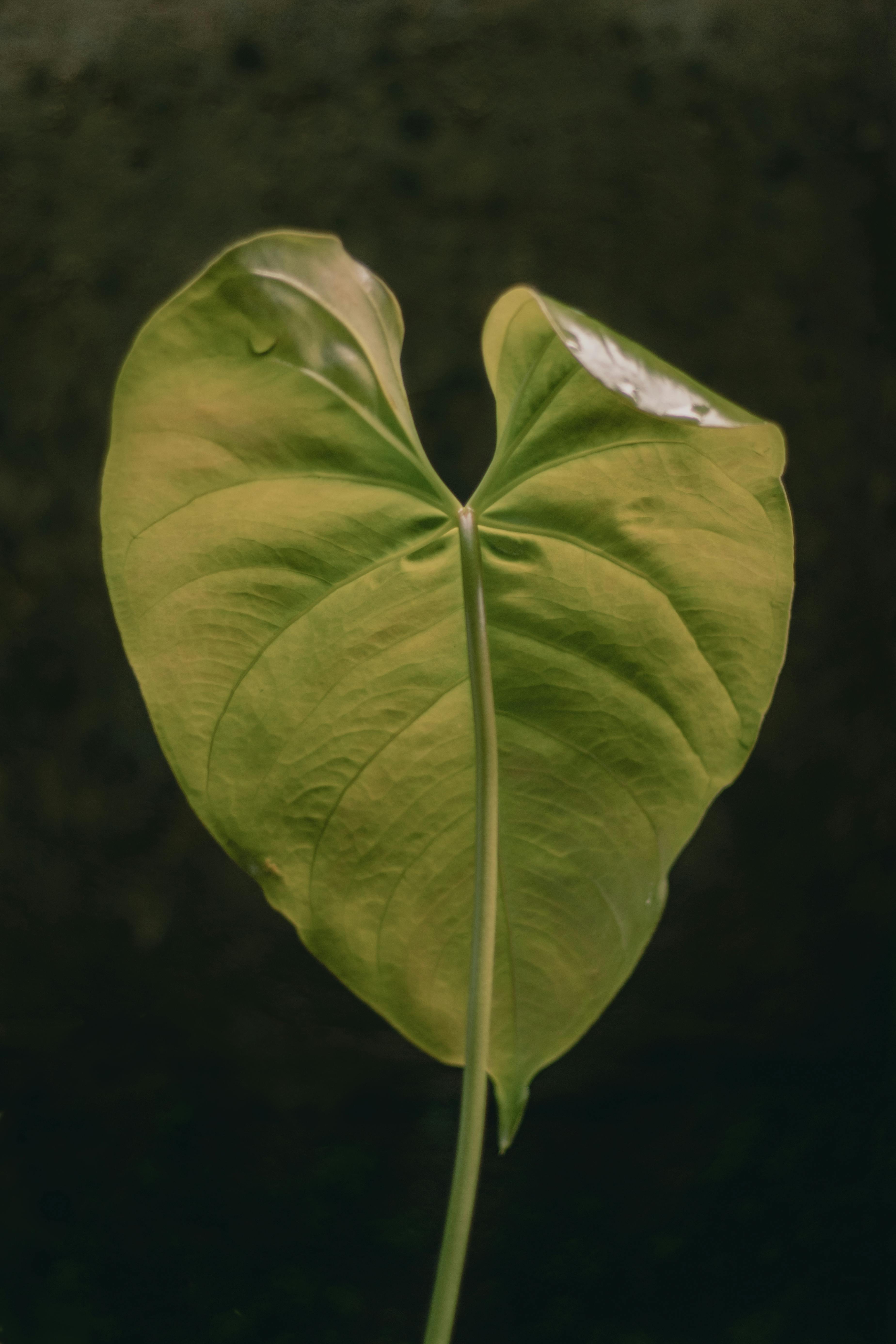 A detailed close-up of a green monstera leaf featuring water droplets and a minimalist background.