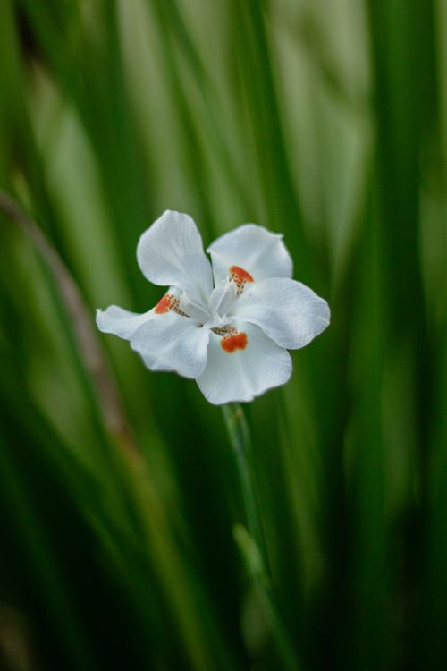 Free Beautiful close-up of a white flower with orange accents on a green blurred background. Stock Photo
