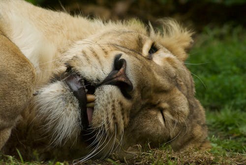 Close Up Shot of a Lion Face