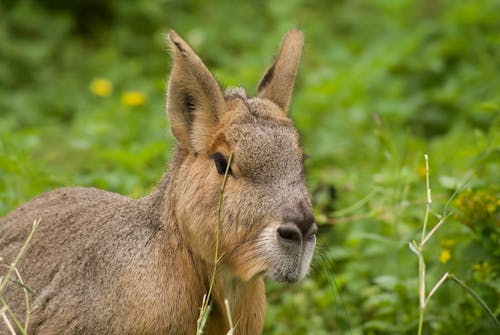 Close Up Photo of a Patagonian Mara on Green Grass