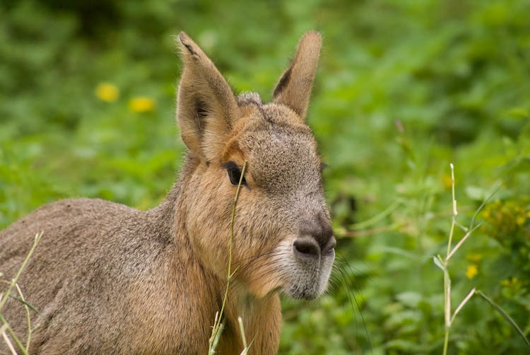 Close Up Photo Of A Patagonian Mara On Green Grass