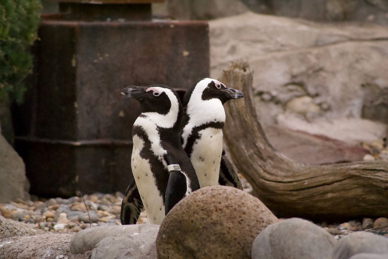 pair of african penguins at a zoo in england captured in their rocky h