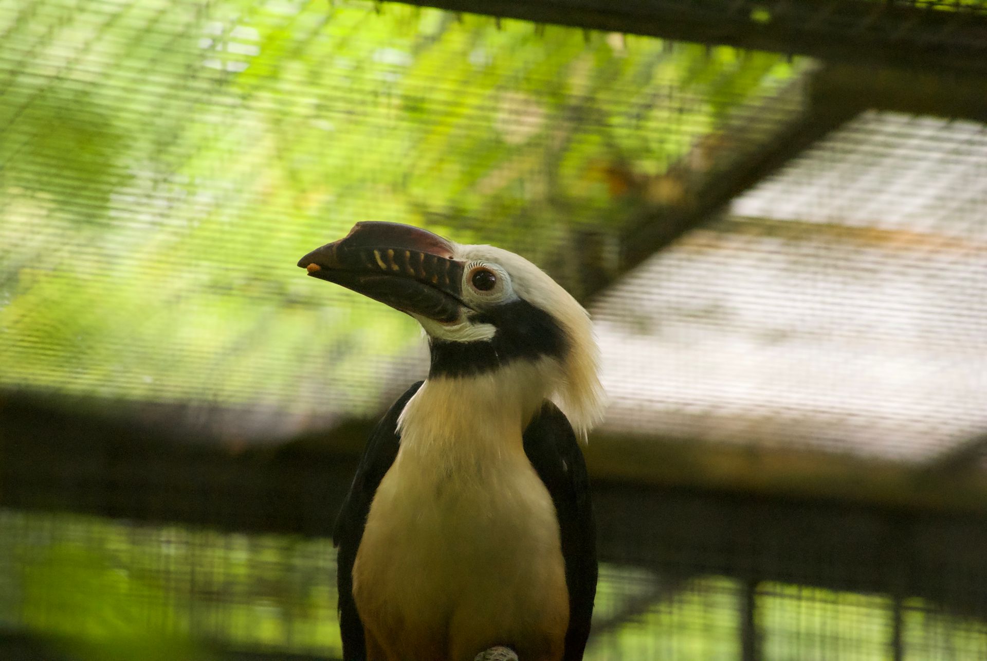 Close-up of a Visayan hornbill bird in an English zoo enclosure.