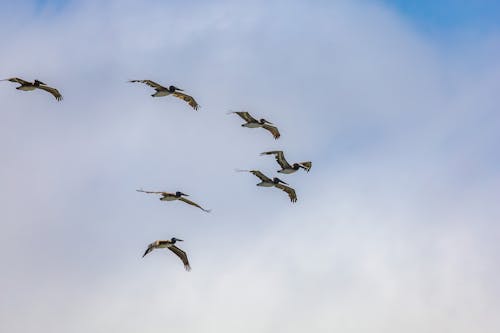 Flock of Birds Flying in Sky