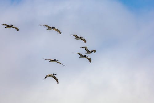 Základová fotografie zdarma na téma divoký, fotografie divoké přírody, hejno