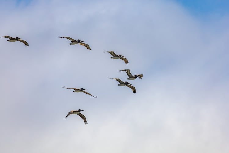 Flock Of Birds Flying In Sky