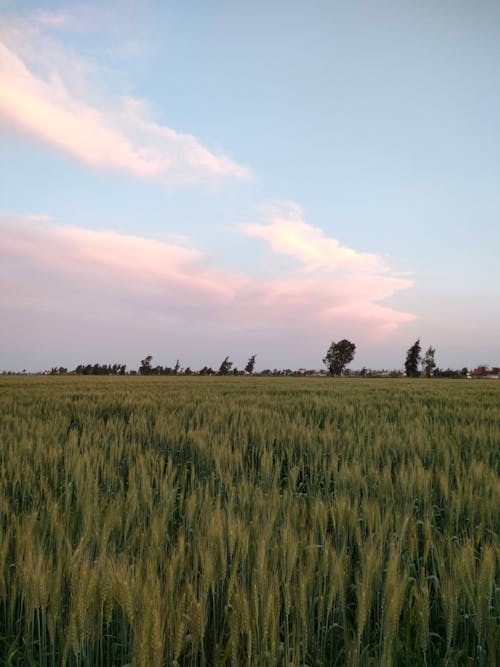 垂直ショット, 小麦, 小麦畑の無料の写真素材