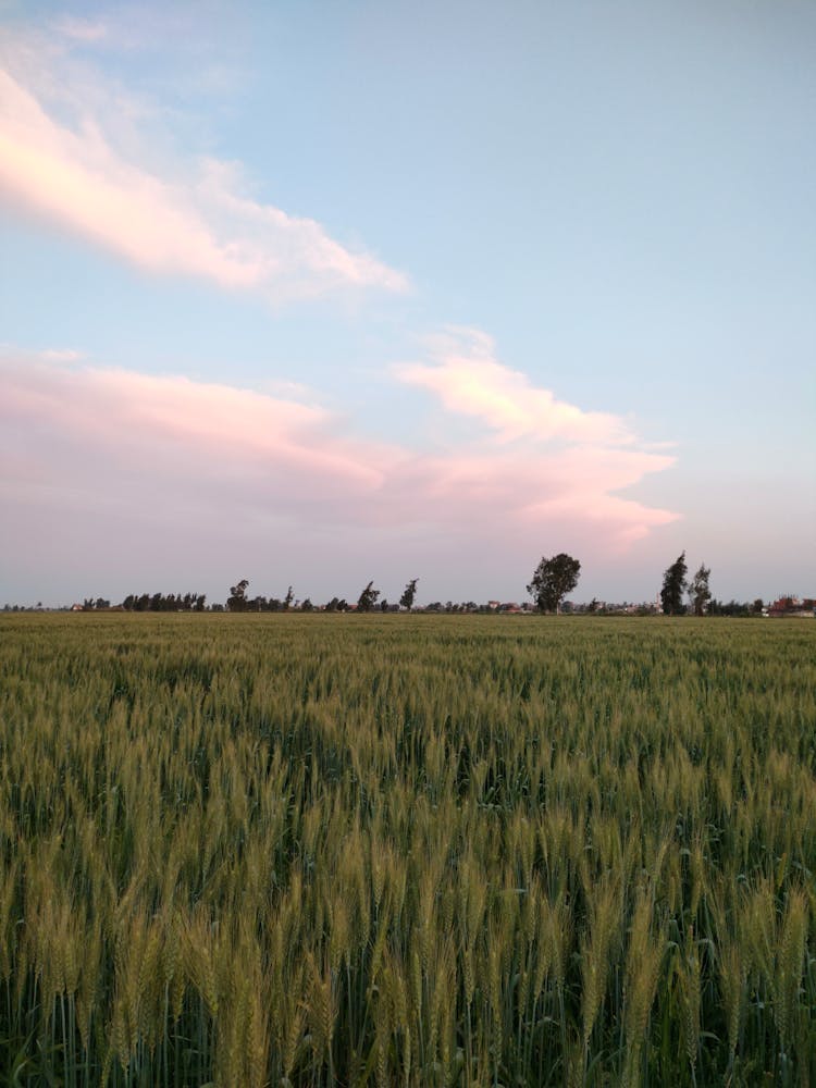 Green Wheat Field Under Clear Sky