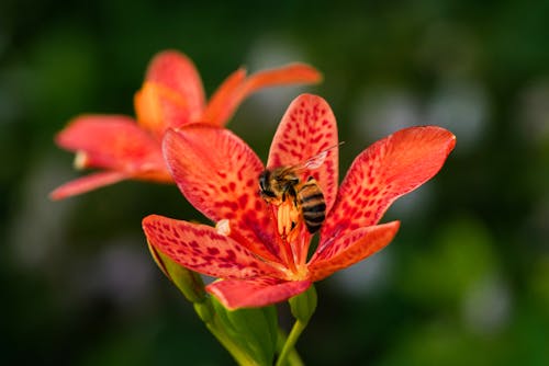 Close Up Photo of Bee on Red Flower