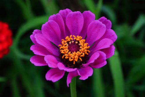 Free Close-up of a vibrant purple zinnia flower showcasing intricate details against a lush green background. Stock Photo