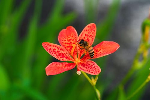 Close Up Photo of Bee on Red Flower