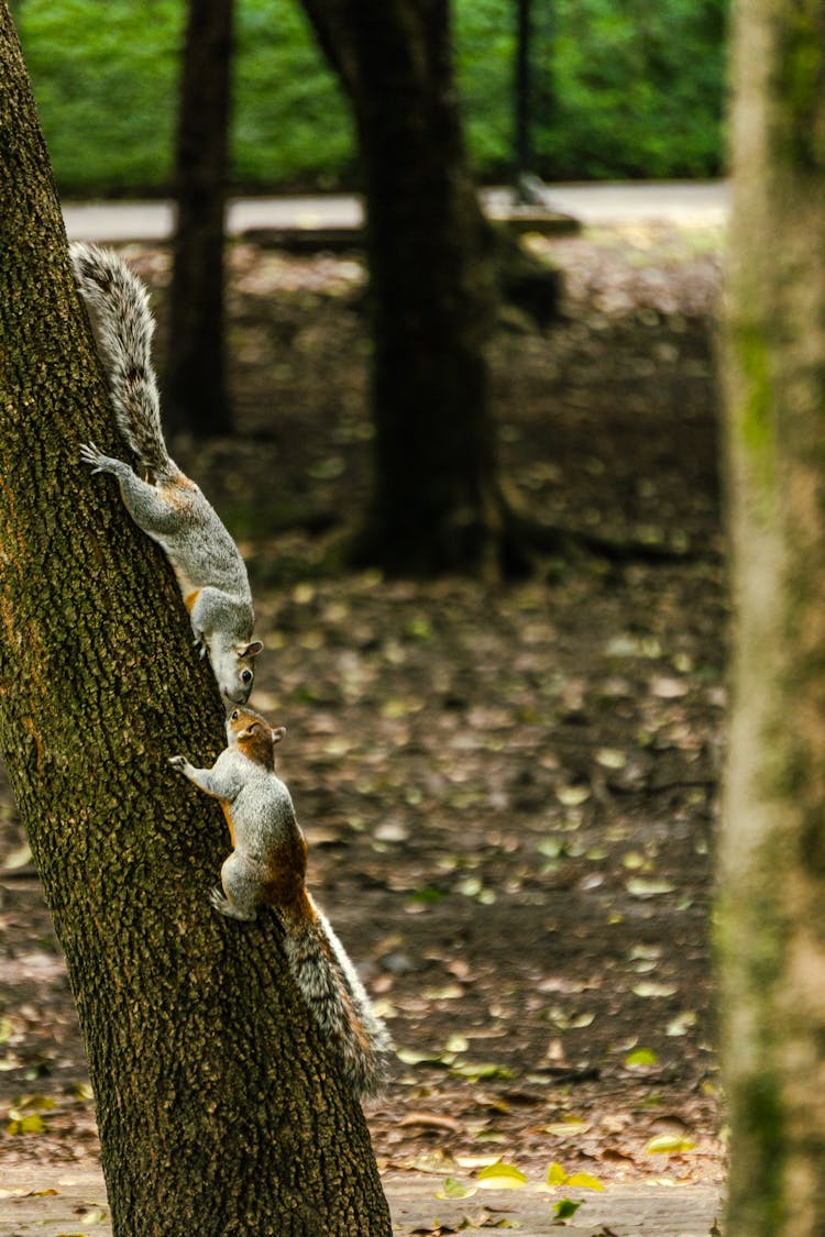 Squirrels On Tree Trunk