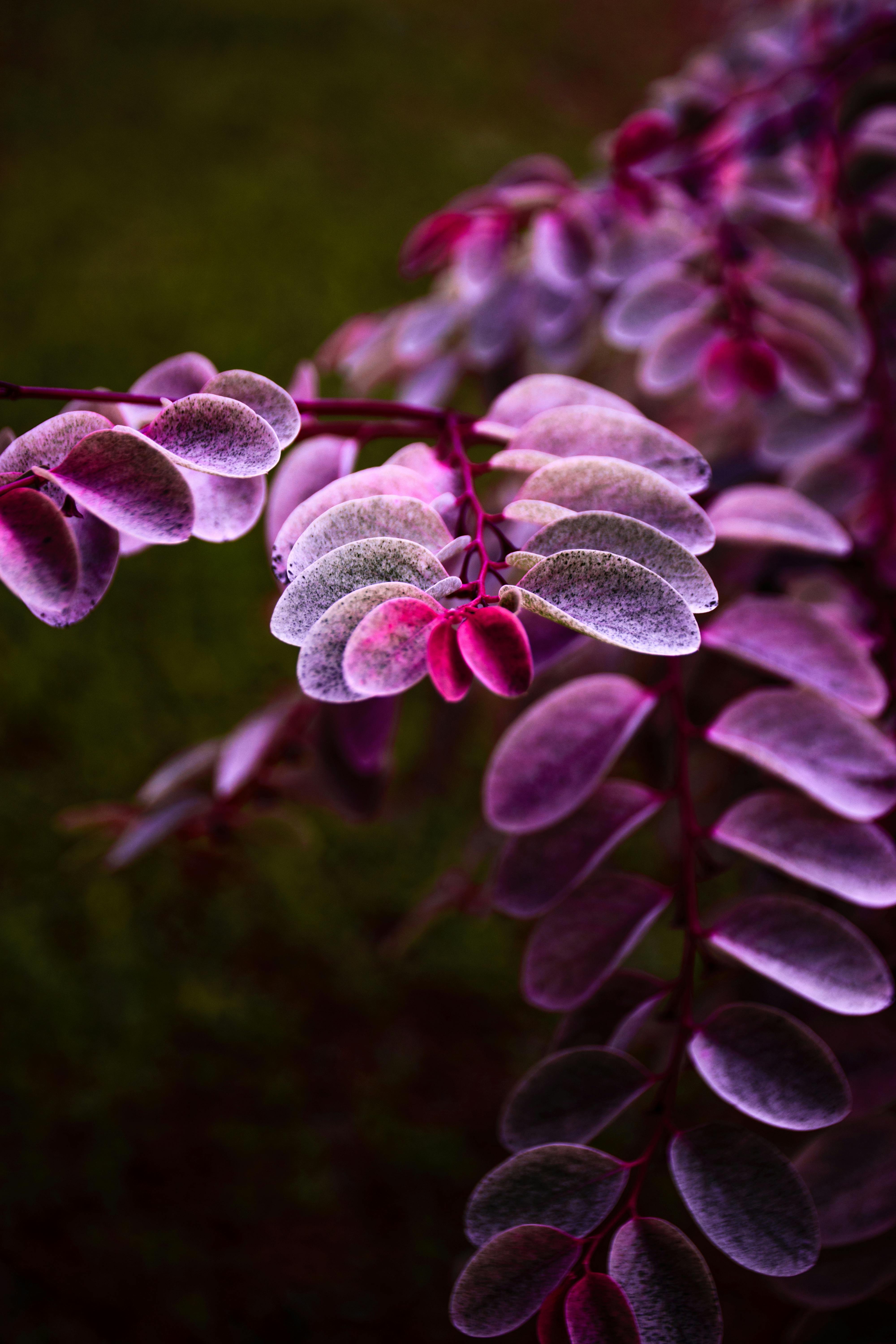 6000+ Gambar Daun Warna Warni HD Terbaru 6000+ Gambar Daun Warna Warni HD Terbaru