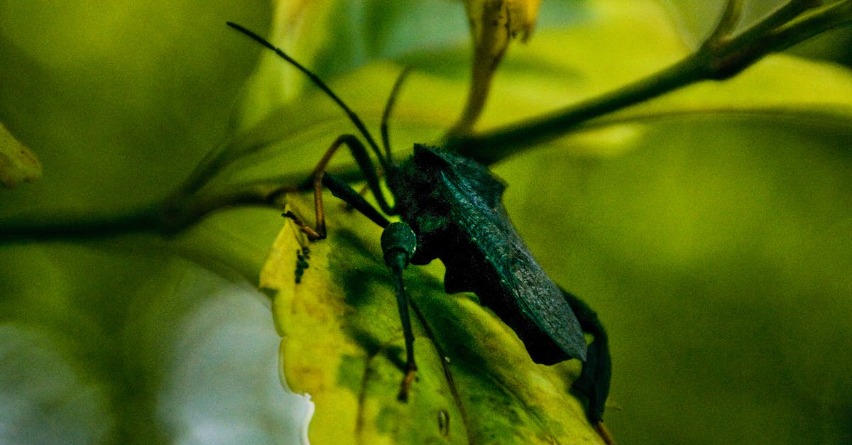 Free stock photo of africa, African insects, green beauty