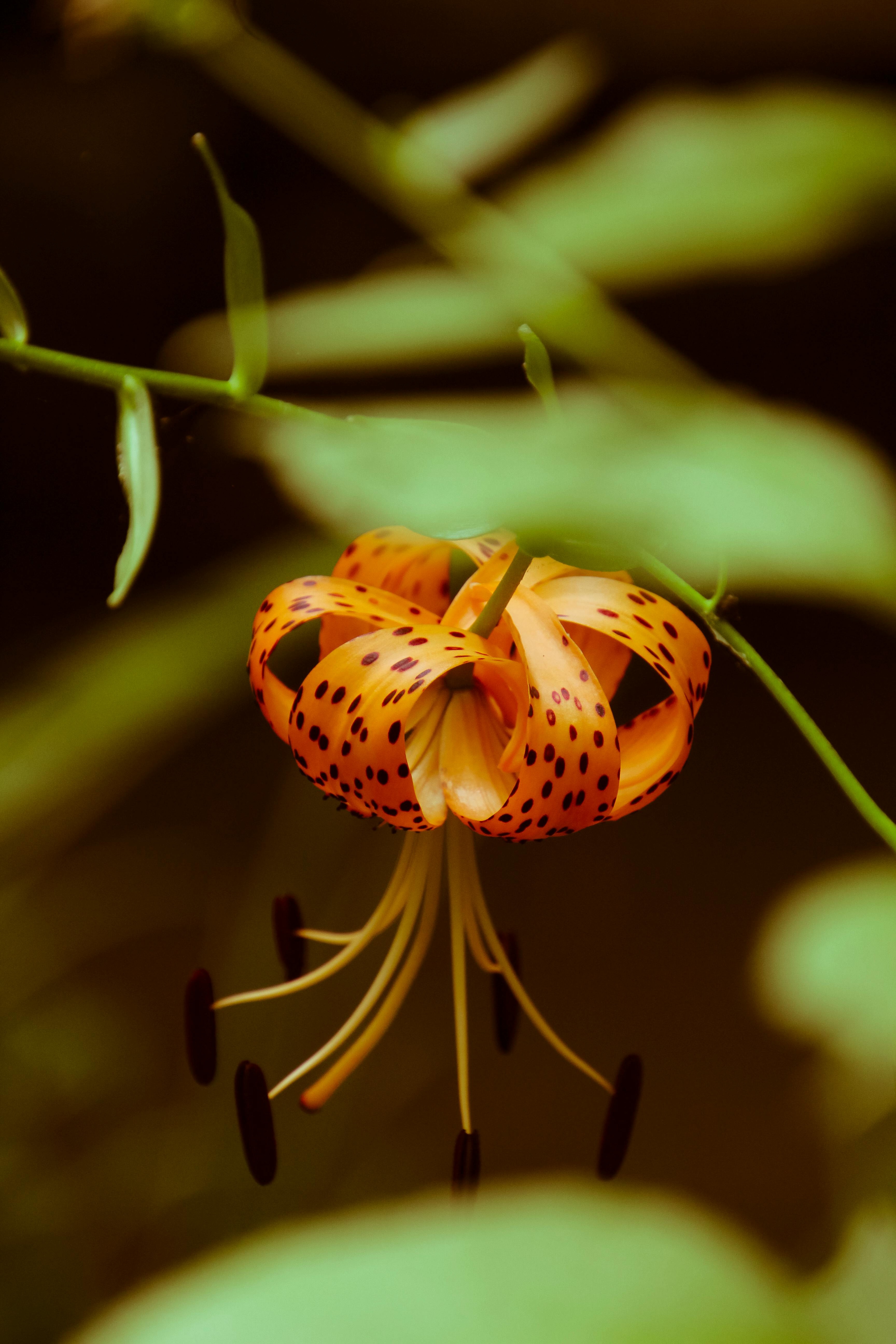 Tiger Lily Photos, Download The BEST Free Tiger Lily Stock Photos & HD ...