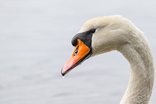 Witte Zwaan Gedrenkt In Water