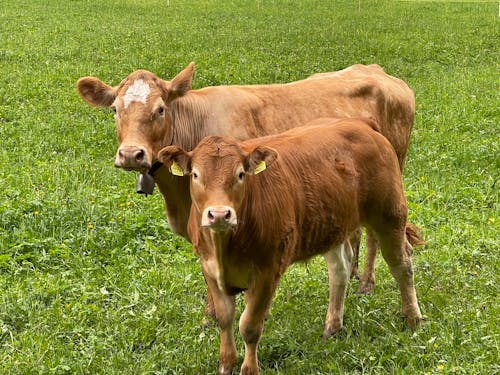 免费 一群動物, 乳製品, 乾草地 的 免费素材图片 素材图片