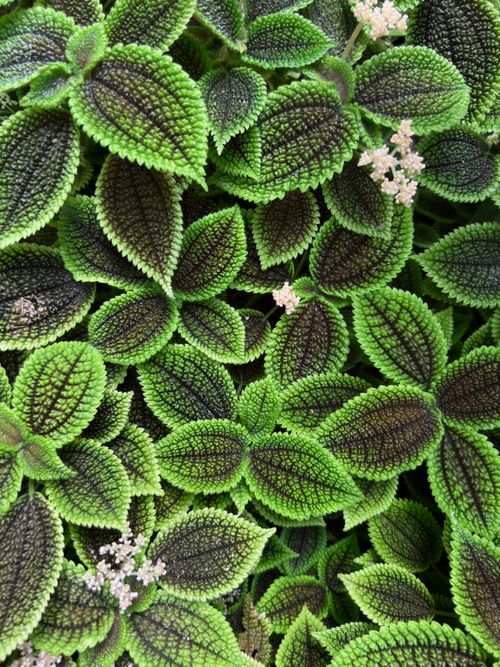 Free Detailed close-up of lush green leaves with textured surface in natural light. Stock Photo